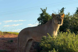 Addo: Giraffe Tracking Walking Safari with Guide