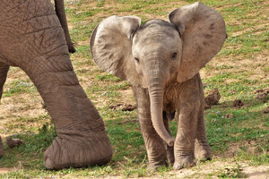 Addo National Park: Guided Half-Day Safari