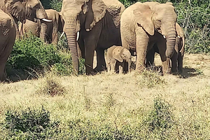 Addo National Park or Schotia Safari Tour
