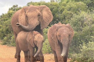 Addo: Schotia Private Game Reserve Safari Tour