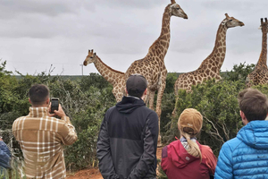 Experiência de vida selvagem em Addo: caminhada com girafas e safári