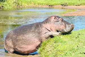 Amakhala Game Reserve Safari with Drinks