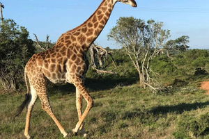 Chintsa: fauna selvatica, quad, segway e trasferimento