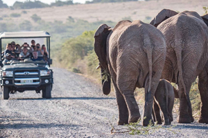 Eastern Cape Full-Day Big 5 Safari & Boat Cruise