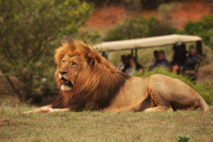 Dia inteiro no Addo Park & Schotia Game Reserve (veículo 4x4 aberto)