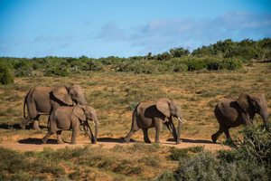 Gqeberha: milieuvriendelijke rondleiding door Addo Elephant Park