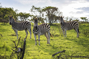 Gqeberha: Kragga Kamma Game Park och stadstur