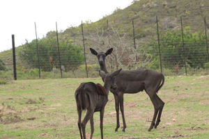 Guided Game Drive in Fynbos Area