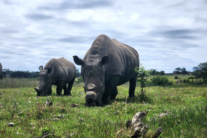 Kragga Kamma Game Park Half Day Safari
