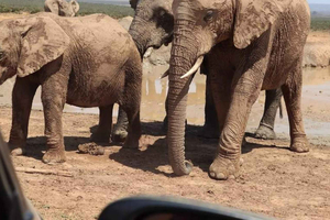 Visita ao parque nacional do elefante de Port Elizabeth Addo