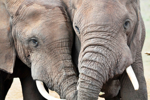 Port Elizabeth: Addo Elephant Park & Sunset River Cruise