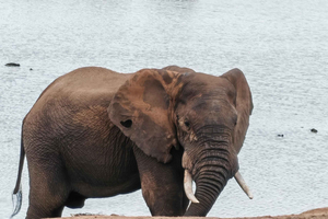 Port Elizabeth: Half-Day Addo Elephant National Park Tour