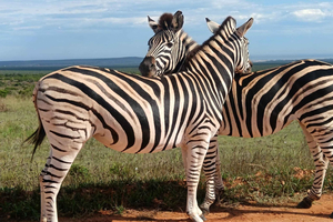 Porto Elizabeth: Parque Nacional dos Elefantes de Addo para grupo privado