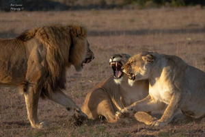 Port Elizabeth: Safari Tour with Ranger Guide at Amakhala