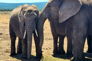 Private Addo Elephant National Park Half Day Tour