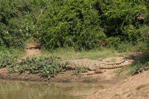 Privat Schotia Tooth & Claw-safari