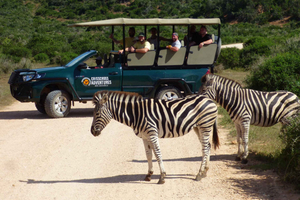 Addo Elephant National Park: Guided Half-Day Safari