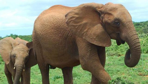 Addo Elephant National Park