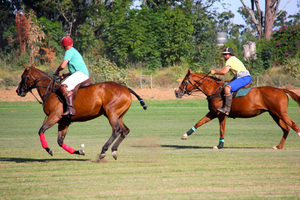 Addo Polo Club