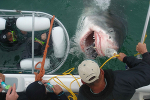 From Hermanus: Cruise with Shark Cage Dive and Lunch
