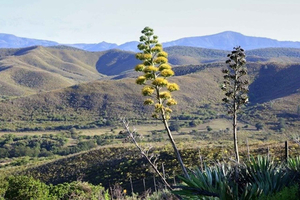 Experience the Wild Beauty of Eastern Cape This Season