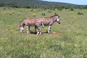 Eastern Cape's Top Family-Friendly Attractions