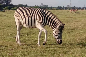 Port Elizabeth: Kragga Kamma Game Park and City Tour