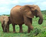 Top Ten Things to Do in the Eastern Cape