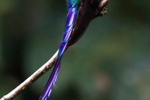 Cloud forest birding,butterflies and chocolate tasting