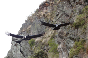 Quitosta: Antisana ja Condor Watching Opastettu päiväretki