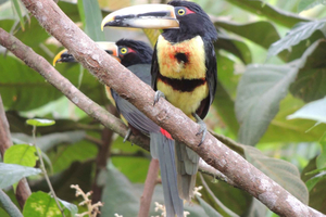 From Quito: Guided Day Trip to the Mindo Cloud Forest