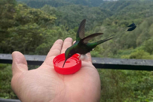 From Quito: Mindo Cloud Forest Day Trip with Transfer