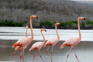 Desde Santa Cruz: Tour Floreana, Enderby y Punta Cormorant
