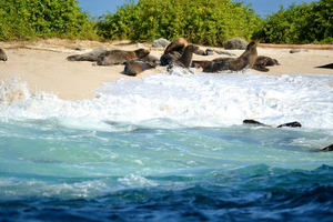 Galapagos: 4 Days Santa Cruz & Bahia Tour with Full Board