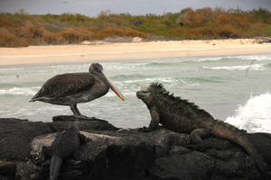 Galapagos Island Hopping Tour - 9D/8N