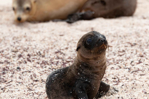 Isole Galapagos - Santa Cruz - 4 giorni all inclusive