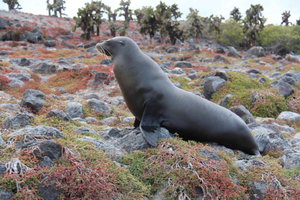 Galapagos: Puerto Ayora Guided Yacht Tour and Snorkeling