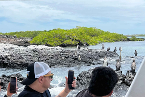 Isabela : journée complète avec des manchots, des flamants roses, des tortues et des requins à pointes blanches