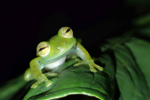 Mindo: Night walk in the rainforest.