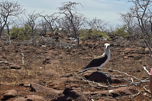 North Seymour Island: Full-Day Tour in Galapagos