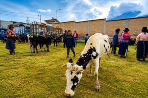 Otavalo Markets and Andean Culture Tour