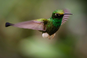 Quito: Choco Cloud Forest and Mindo Day Trip