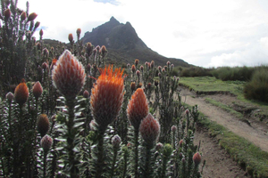 Quito: Ruco Pichincha Volcano Hike with Cable Car Ride