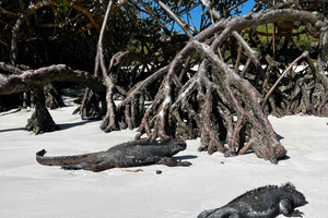 Santa Cruz: Sightseeing Tour to Tortuga Bay with a Naturalist Tour Guide