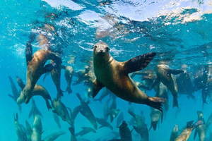 Santa Fe : visite touristique de la nature, snorkeling et faune marine