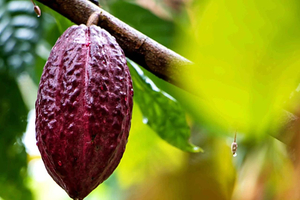 Tena: Amazon Cacao Workshop and Chocolate Making Experience