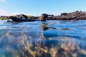Tintoreras islet:Penguins, blue footed boobies & sea turtles