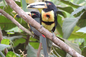 From Quito: Guided Day Trip to the Mindo Cloud Forest