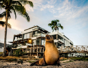 Golden Bay Galapagos