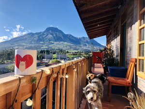 Hoppy Alpaca Hostel
